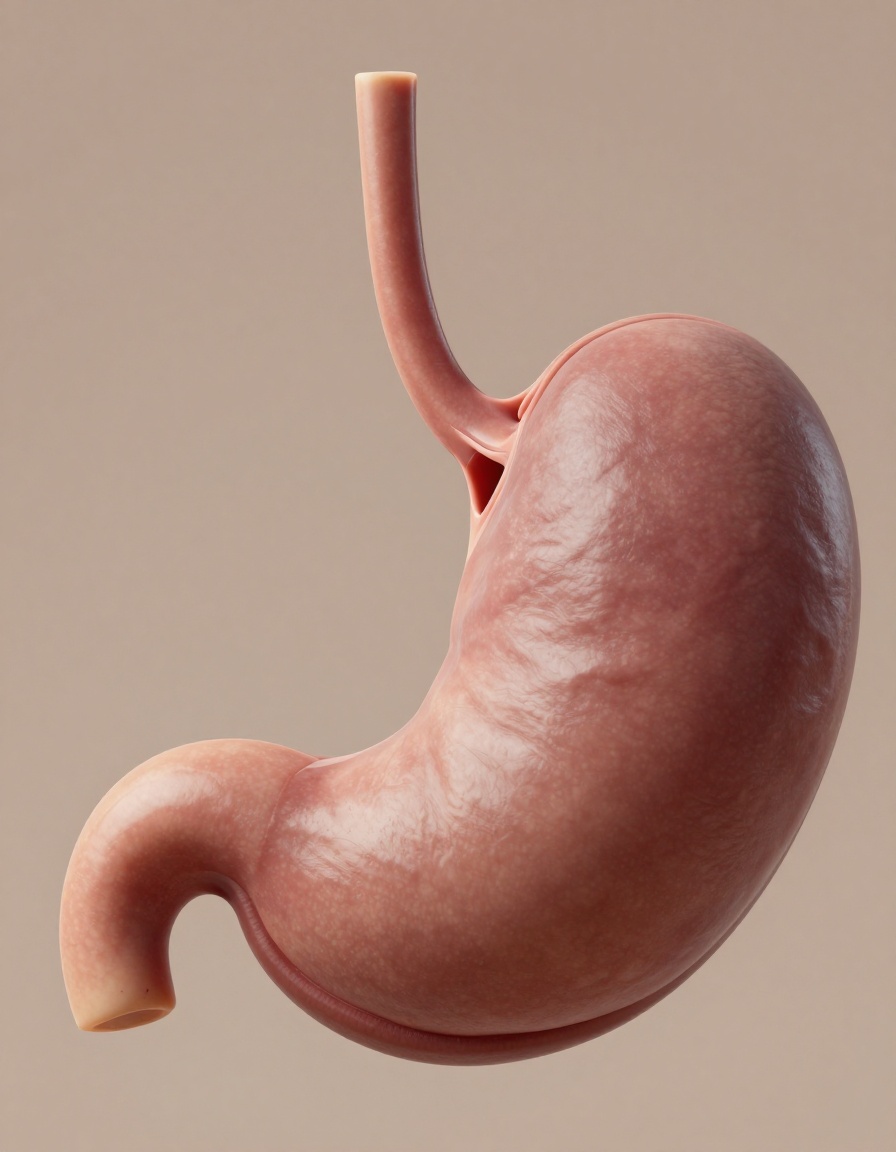 real stomach2